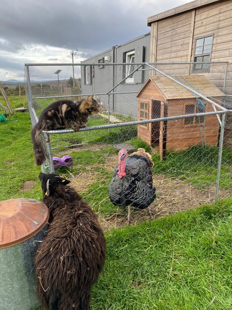 A black sheep in the foreground, a tabby cat perched on an enclosure frame and a turkey inside a wire run