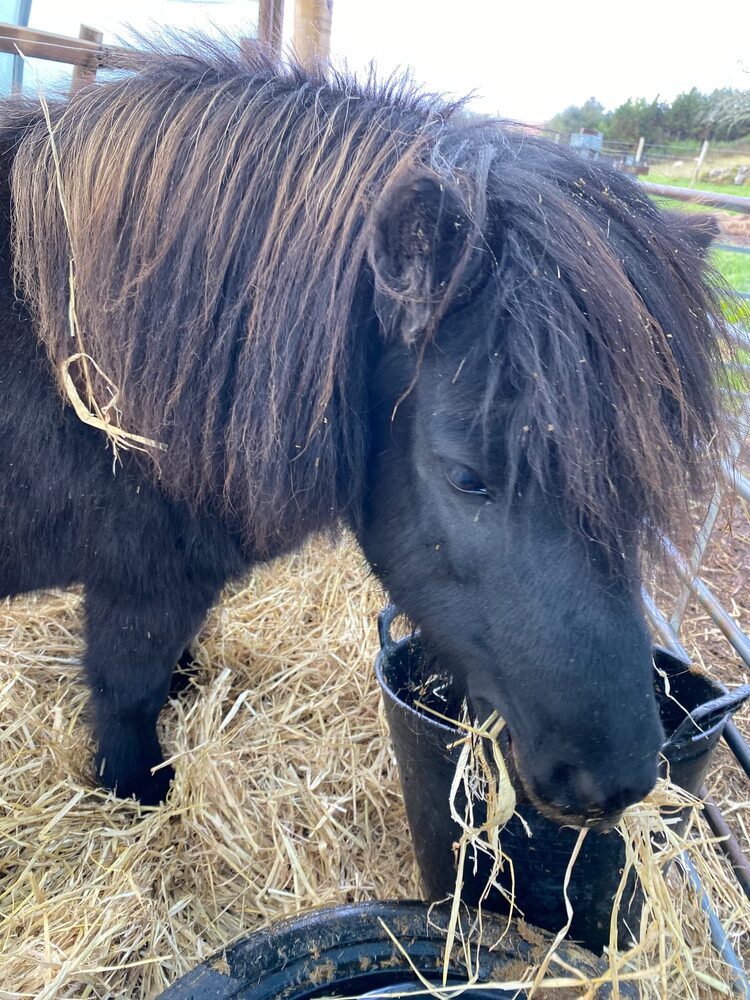 A small black pony eating hay from a black feed bucket