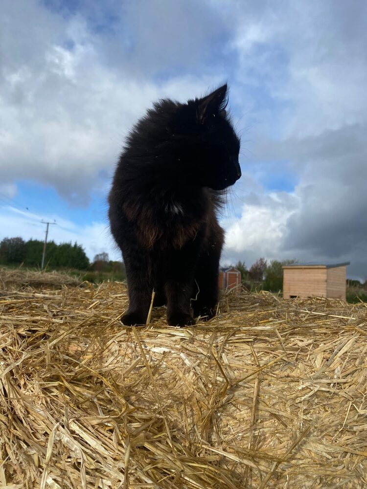 A fluffy black cat standing on top of a round straw bale under an open sky