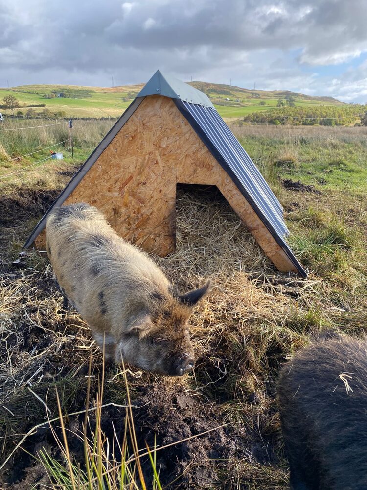 A pig beside a straw-filled wooden shelter in open pasture with Highland hills beyond
