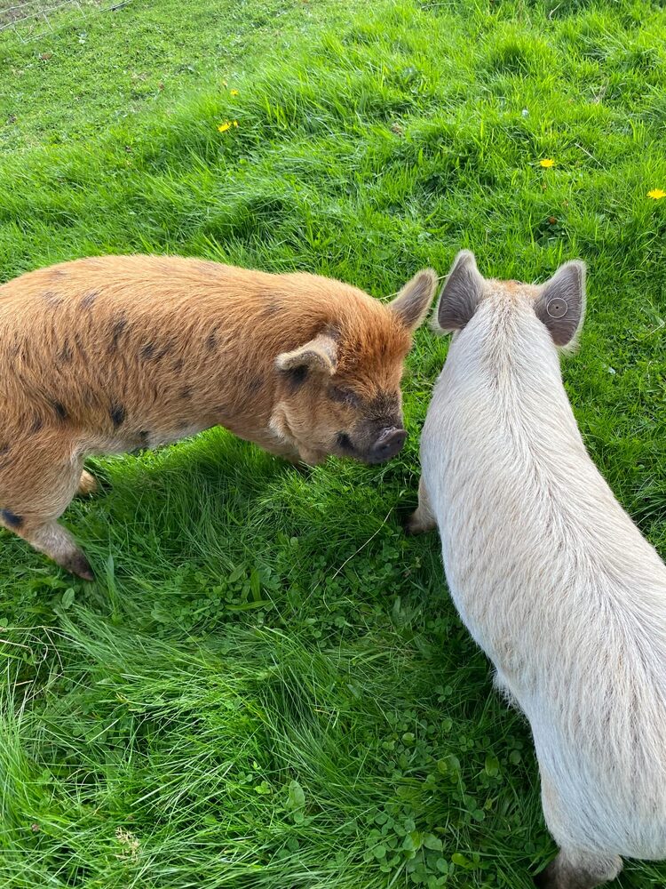Two spotted Kune Kune pigs standing together in a lush green pasture