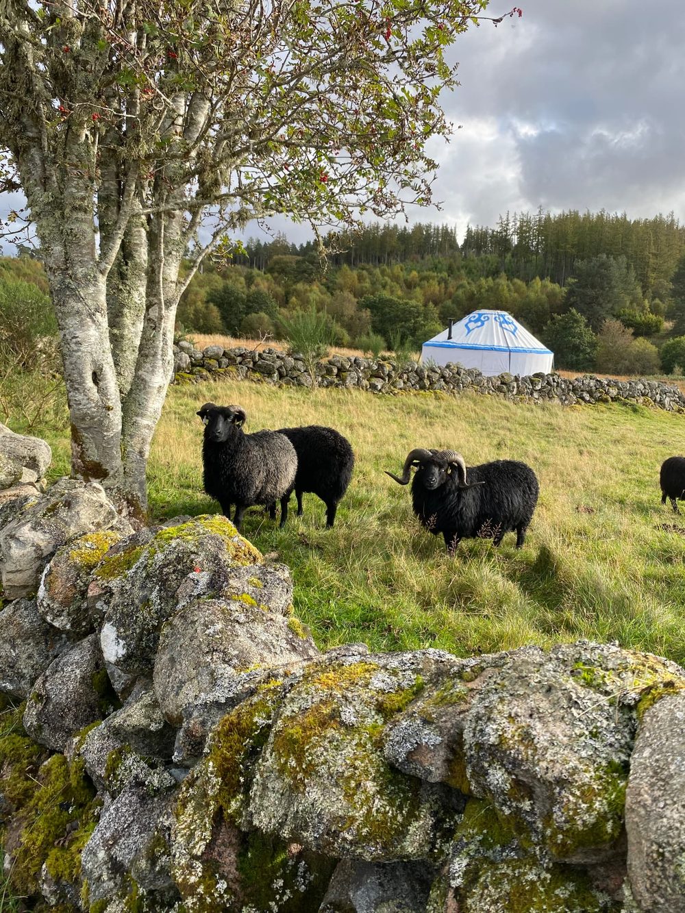 Two Hebridean sheep grazing beside a mossy drystone dyke, with the white workshop yurt behind them
