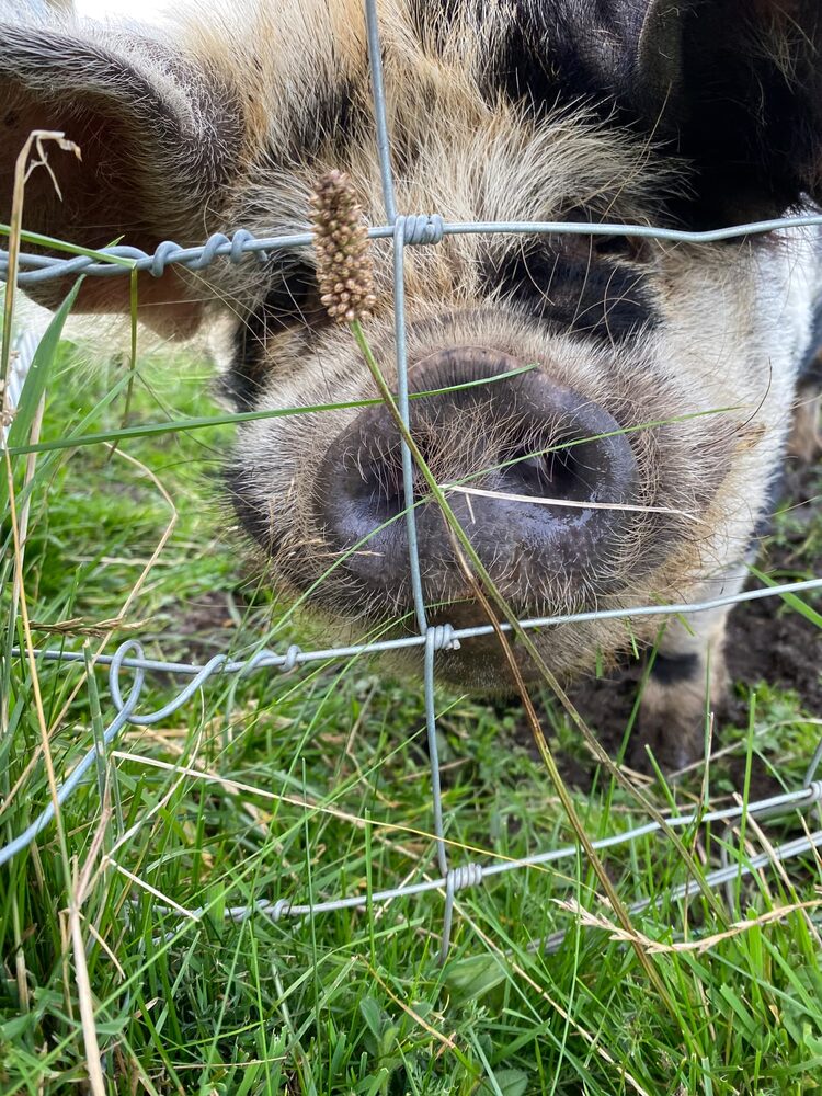 A Kune Kune pig's snout and face pressed close to a wire fence in the grass
