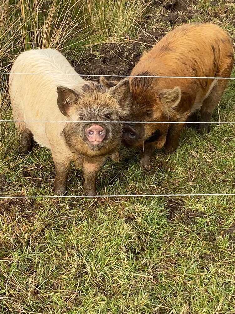Two young Kune Kune piglets standing in grass behind a wire fence, looking up towards the camera
